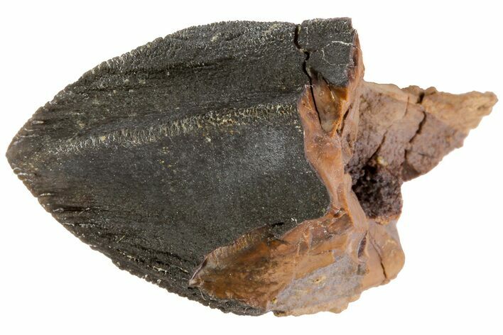 Triceratops Tooth From South Dakota - Unworn Crown #73871